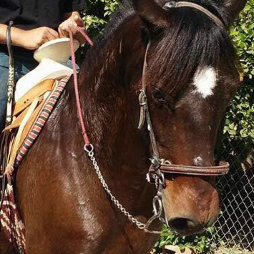 Meet your Posher, Lola